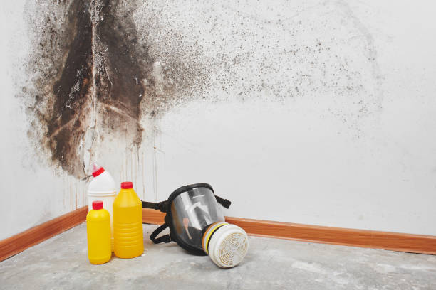 Best Mold Cleaning Services  in Kensington, CT