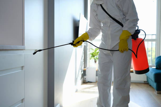 Professional Mold Removal in Kensington, CT