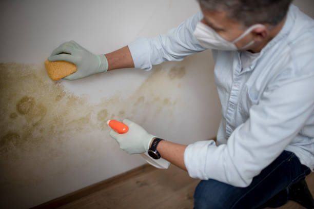 Best Mold Testing  in Kensington, CT