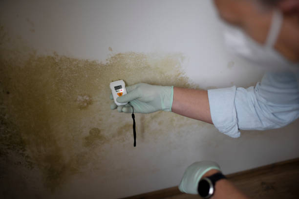 Best Mold Removal Process  in Kensington, CT