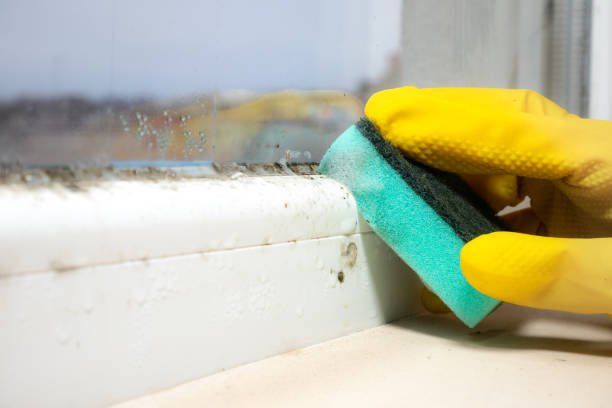 Best Residential Mold Removal  in Kensington, CT