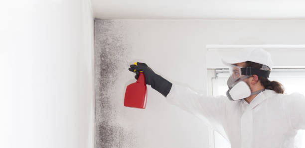 Best Mold Remediation Experts  in Kensington, CT