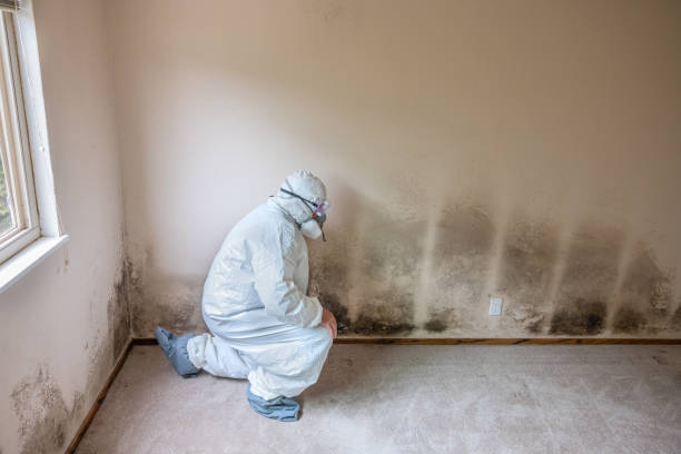 Best Mold Remediation  in Kensington, CT
