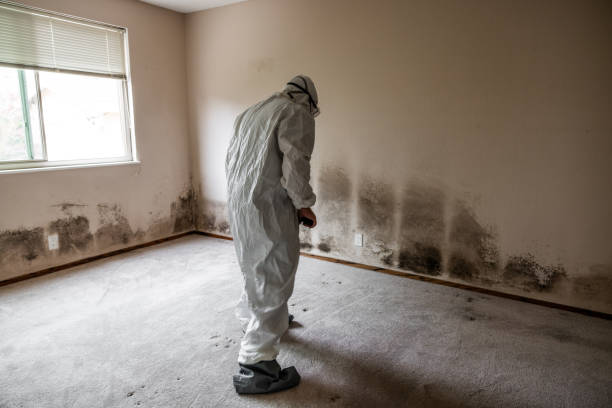 Best Mold Damage Repair  in Kensington, CT