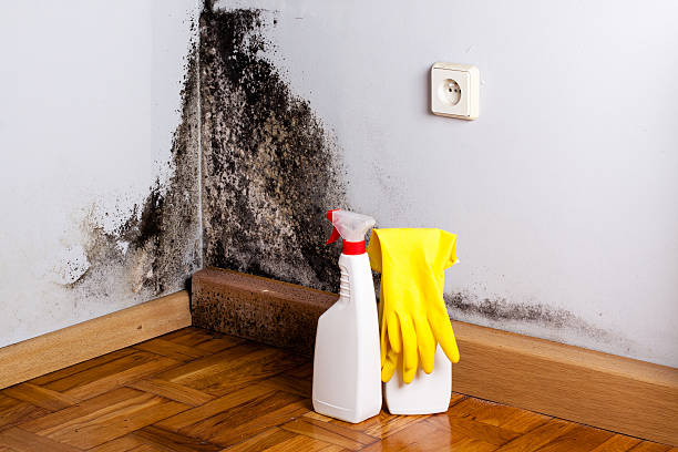 Best Certified Mold Removal  in Kensington, CT