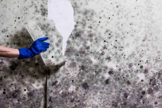 Best Affordable Mold Removal  in Kensington, CT